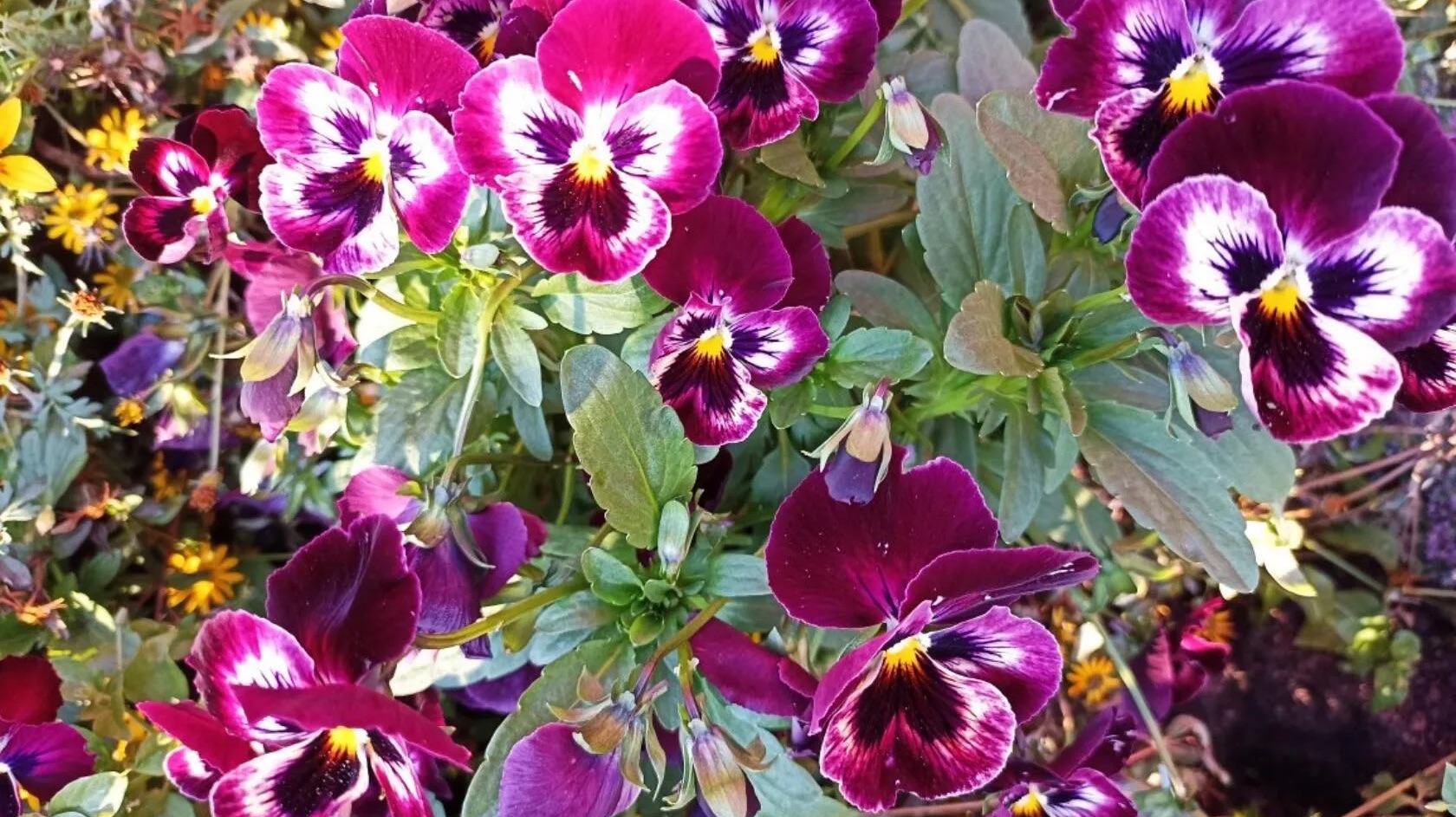 Всходы цветов и овощей от посева 20 февраля 2026 года. смотреть онлайн