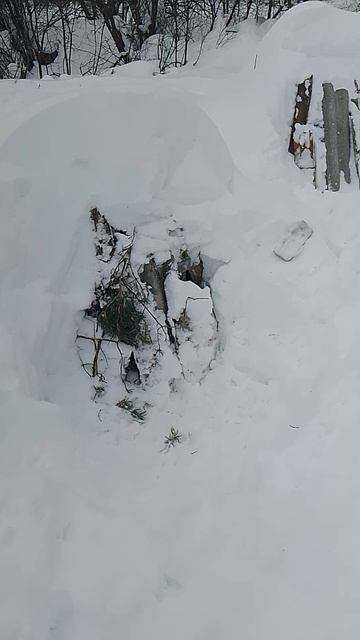 Откопал улья