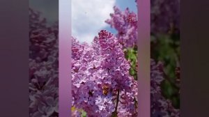 Весна без войны