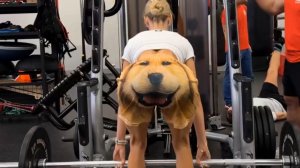 ✅ САМЫЕ СМЕШНЫЕ ПРИКОЛЫ — ТОП ПОДБОРКА 🔥