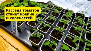 На рассаде томатов три-четыре настоящих листа- проводим важную подкормку