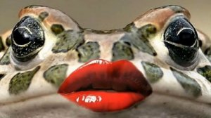 Сказки и басни баПки ЖабуЭллы