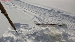 Жерлицы проверка. 19 день.