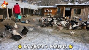 Содержание кур в домашних условиях и других птиц во дворе у Роберта 🐣🐤🦆🐔🪿🦃 (433)