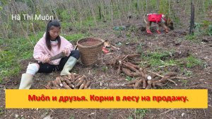 Muôn и друзья из Вьетнама. Корни в лесу на продажу.