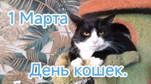 1 Марта День кошек. С Праздником.