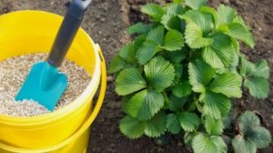 Клубника будет крупной и сладкой! Первая подкормка весной — что и когда