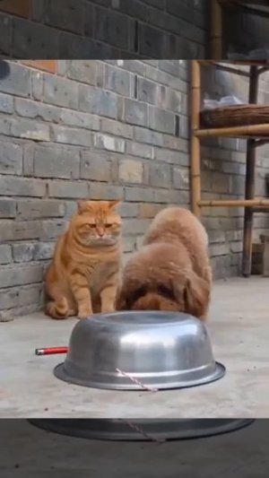 Два хулигана и тазик