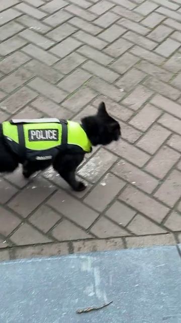 Люблю котов, у которых есть работа