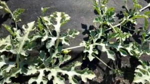 Дача 6 соток арбузы привитые на лагенарию.