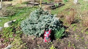 19-Дача..в гости к Светлане 15.05.22.