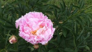 Пион свадебные цветы