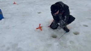 Поимки форели!!