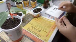 Дача 6 соток Прививаем огурец на лагенарию.