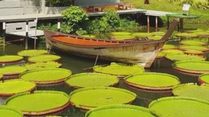 🌊🏠 Тайланд: жизнь на воде — домики, лодки и зелёные круги