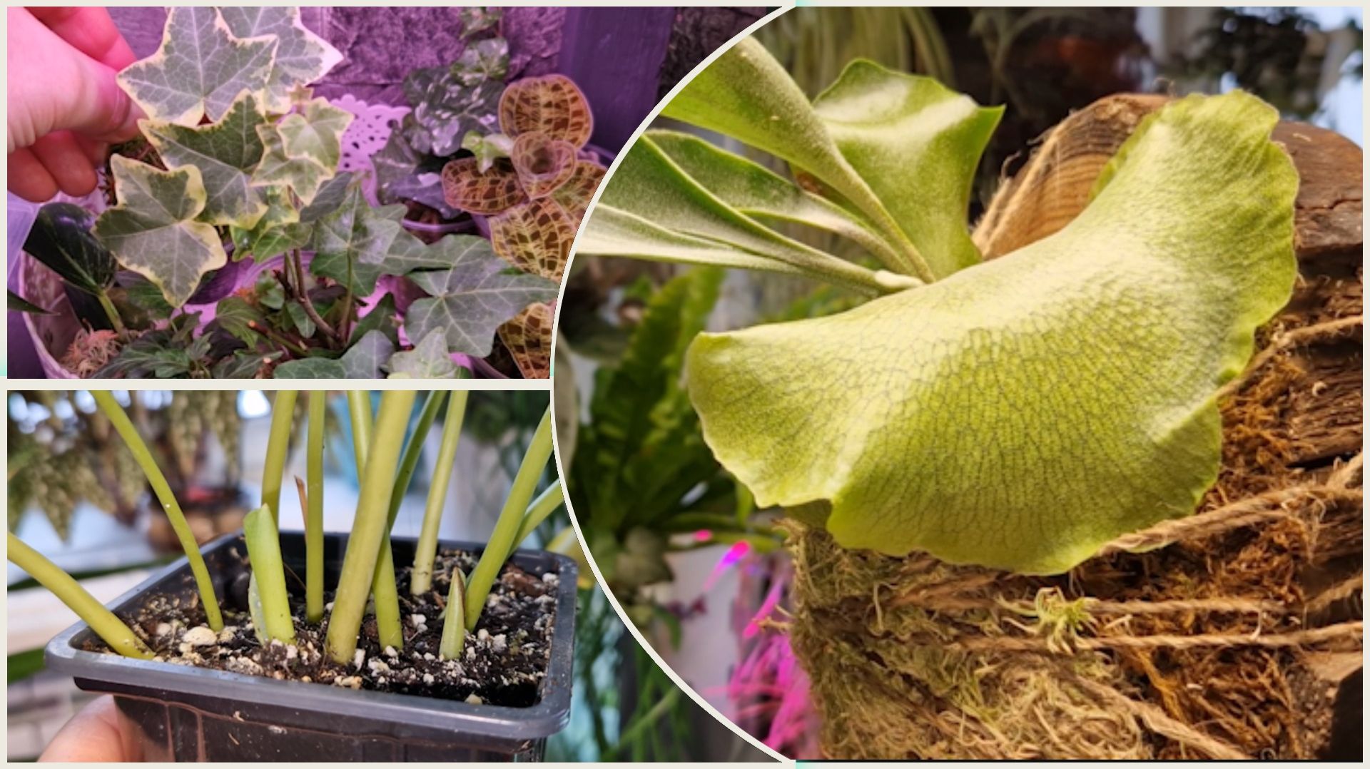 Обход оранжереи ч2. Часть того что будет в излишках и о том как приобрести