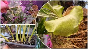 Обход оранжереи ч2. Часть того что будет в излишках и о том как приобрести