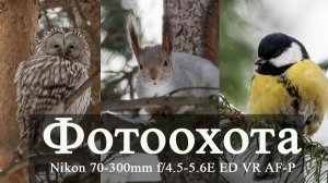 Фотоохота на Nikon AF-P NIKKOR 70–300mm f/4.5-5.6E ED VR. Фотографирую на Nikon D850. Томск.