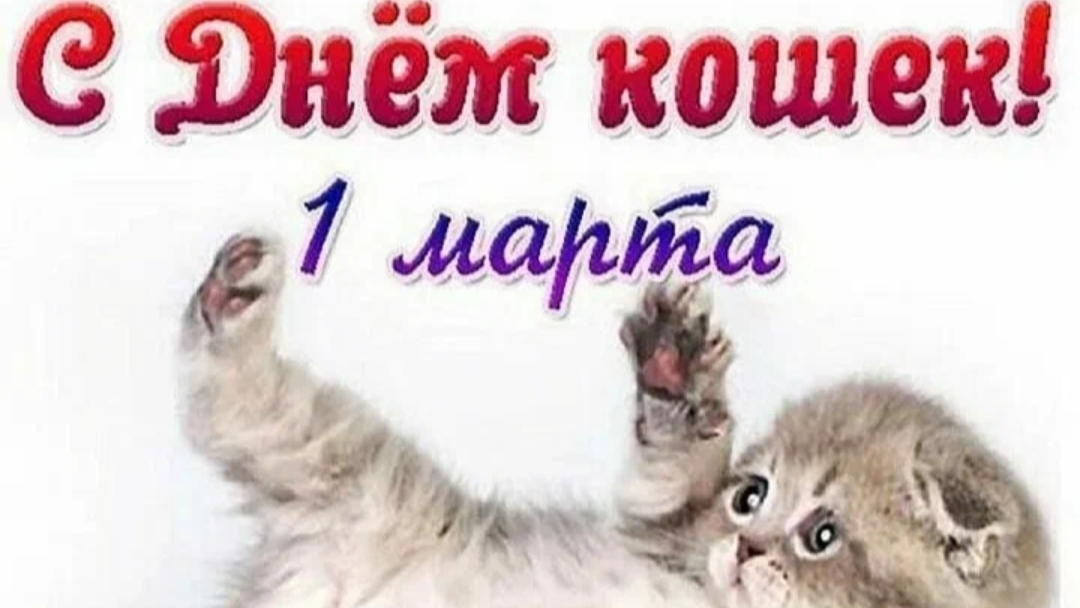 1 марта С Днём кошек!