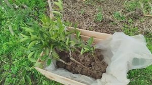 Посадили саженцы мандаринов