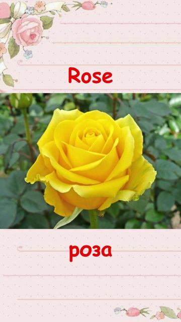 Название ЦВЕТОВ на английском языке (Цветы по-английски)