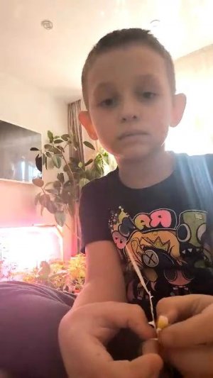 спящая красавица соня