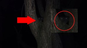 Страшные животные в лесах попадаются в кадр - Загадочный зверь