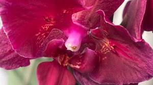 Новинка,  мимо которой не смогла пройти🌸🌸🌸