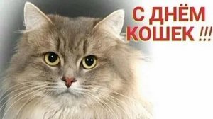 С днём кошек. Красивая музыкальная открытка.