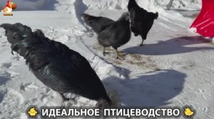 Идеальное птицеводство достойно восхищения 🐓🦆🦢🦚🦃🐔 эпизод (464)