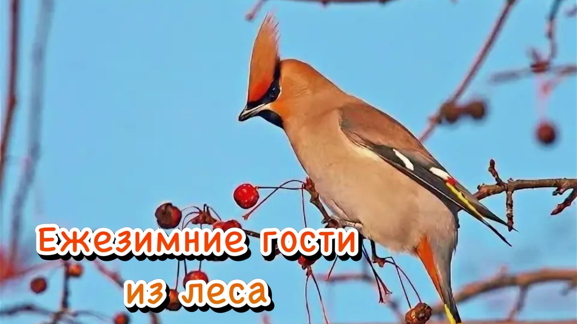 Ежезимние гости из леса. Свиристели прилетели / 16.02.2026