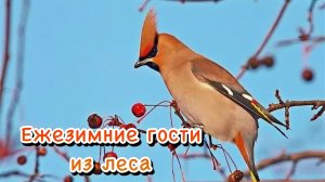 Ежезимние гости из леса. Свиристели прилетели / 16.02.2026