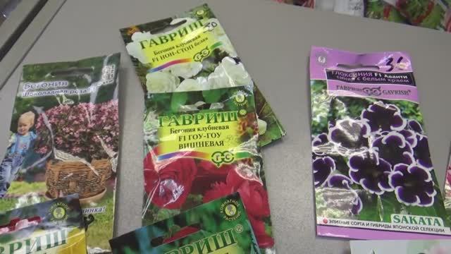 2270.  ВПЛ, Бегонии ,глоксинии, немного о них.