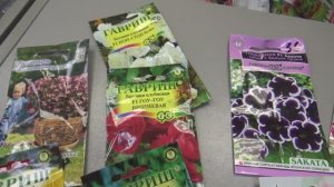 2270.  ВПЛ, Бегонии ,глоксинии, немного о них.