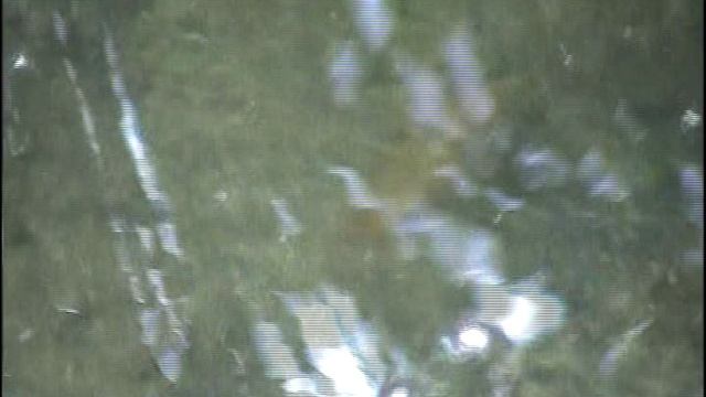 На озере Чистик. Пржевальское. 1