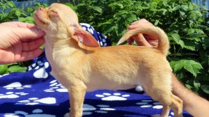 #СКИДКИ до 08.03.26 Фрея и Шурочка ждут Вас #купить_щенка_чихуахуа_продаю +79215950848