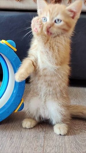 Китти. Я могу вот так стоять. #котенок
