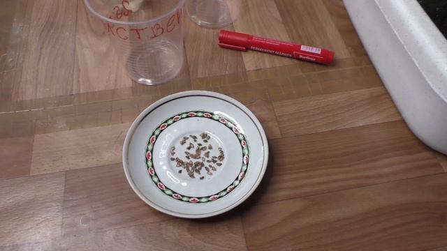 Посев лиственницы семенами на рассаду