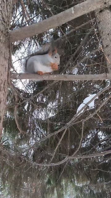Белка забрала фундук из кормушки