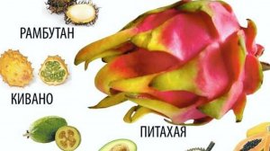 Растения - экзоты на подоконнике 28-02-2026