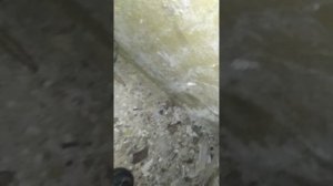 бомбарь, поддом