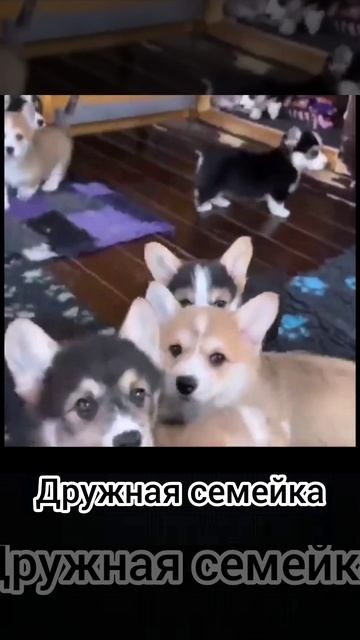 Дружная семейка