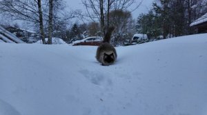 Выгуливаю кошки Вису перед родами - 2