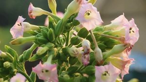 ОСЕННЯЯ ОБРАБОТКА ТАБАКА, ПРЕСС ДЛЯ ПЛАГОВ И НОВЫЕ СИГАРЫ 9 лет назад «Сады порока» 2 сез. 5-1 серия