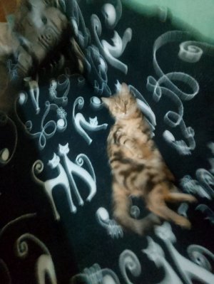 отмытия кисти и спонжы для макияжа