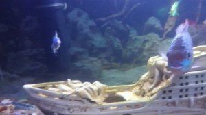 Мой подводный мир 🗺️