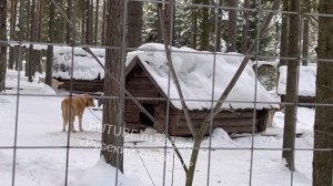 Как должны жить собаки Зимой на улице