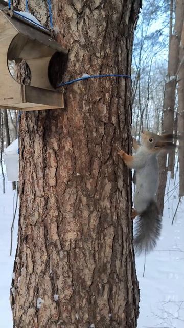 Белка идёт в кормушку