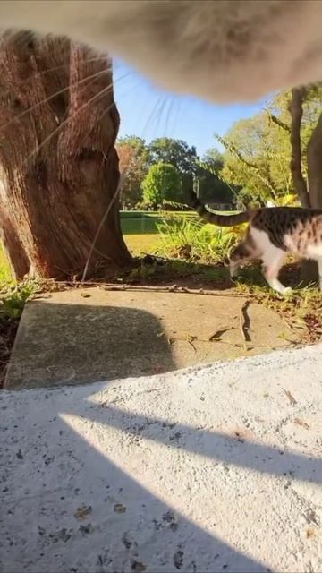 Смешные коты #112-10