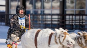 Гонки на меховых лыжах, заезды на оленьих упряжках, метание тынзяна: День оленевода отмечают в Югре